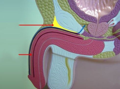 penile ligament